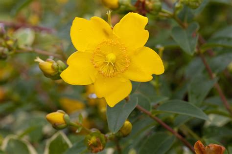 乾燥花迷信|オトギリソウ（ヒペリカム）の花言葉と由来 